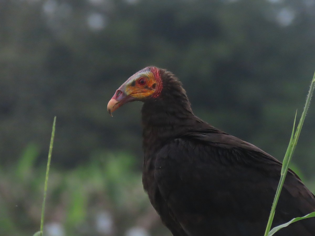 Lesser Yellow-headed Vulture - ML646159011