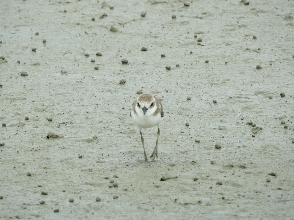 Tibet Cılıbıtı - ML646159012