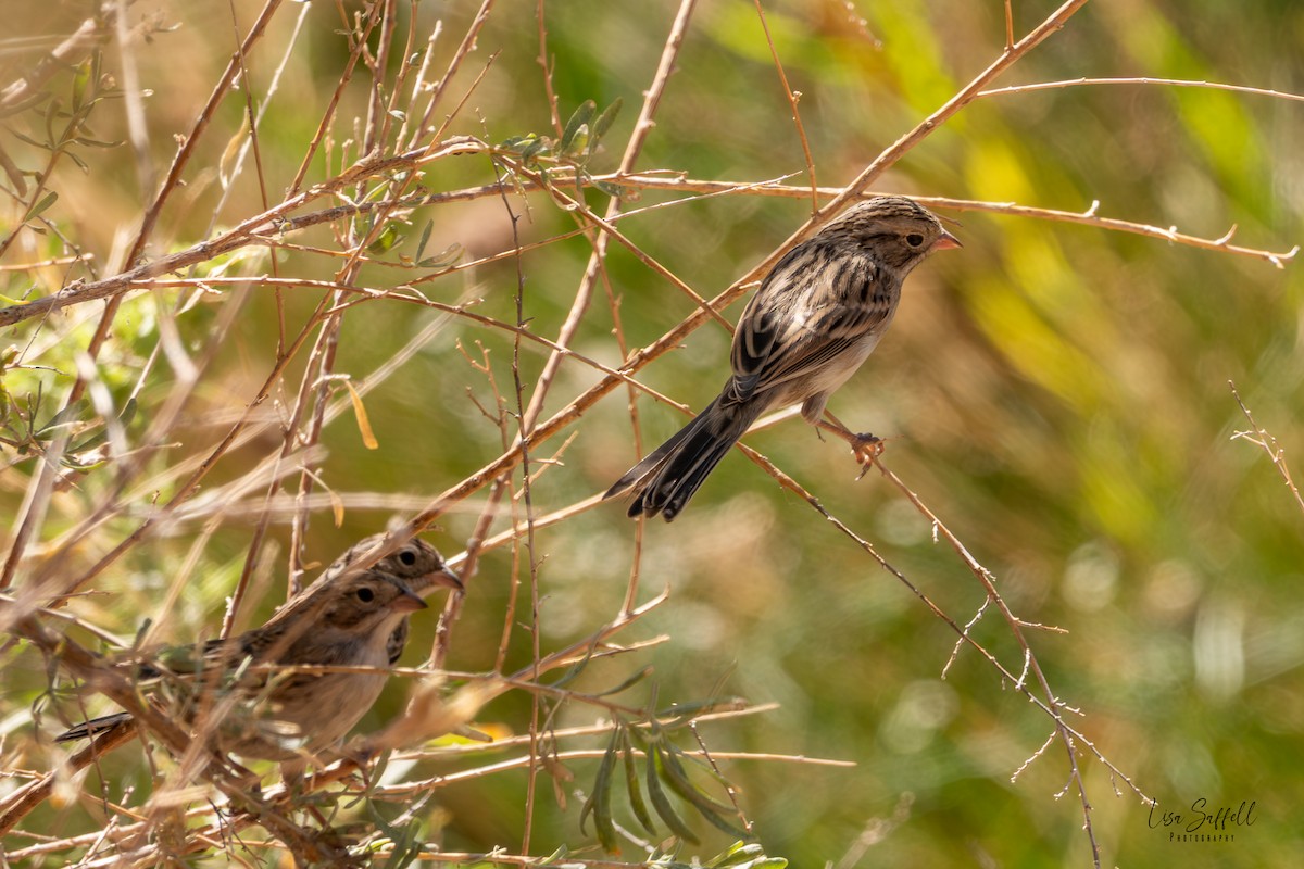 Brewer's Sparrow - ML646159014