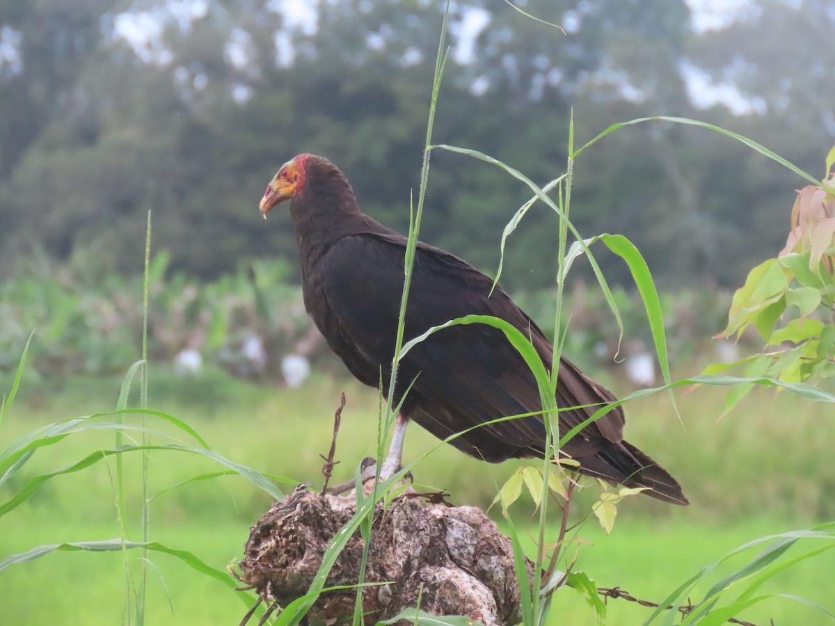 Lesser Yellow-headed Vulture - ML646159016