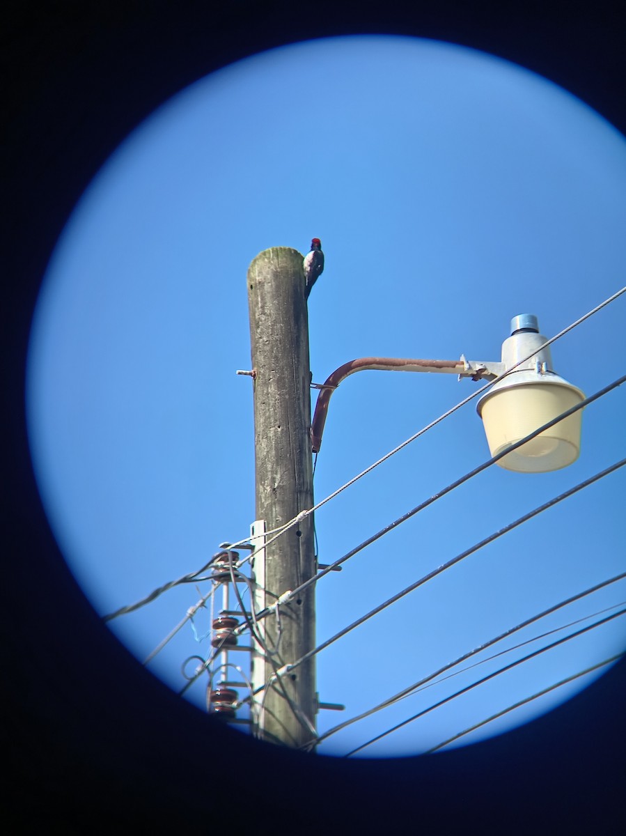 Acorn Woodpecker - ML646159017
