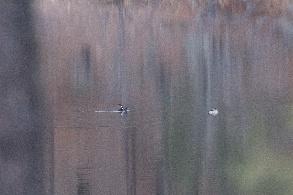 White-winged Scoter - ML646159019