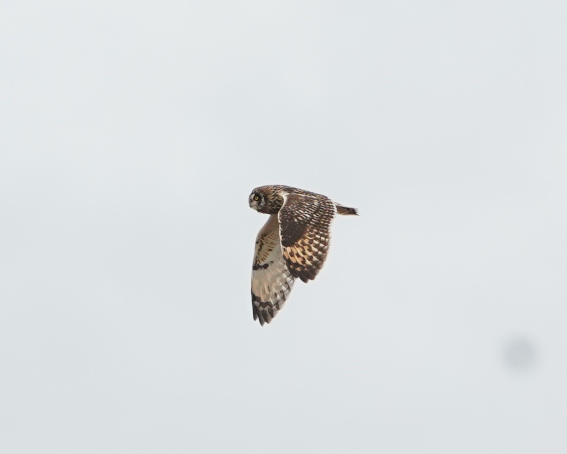 Short-eared Owl - ML646159021