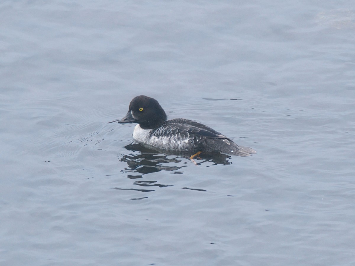 Barrow's Goldeneye - ML646159023
