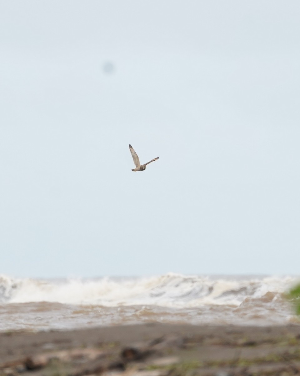 Short-eared Owl - ML646159026