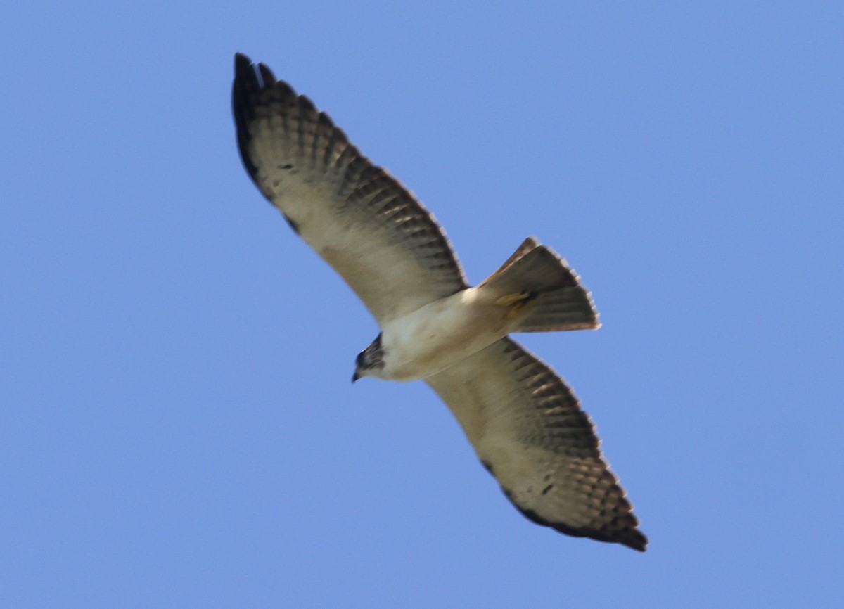 Short-tailed Hawk - ML646159027