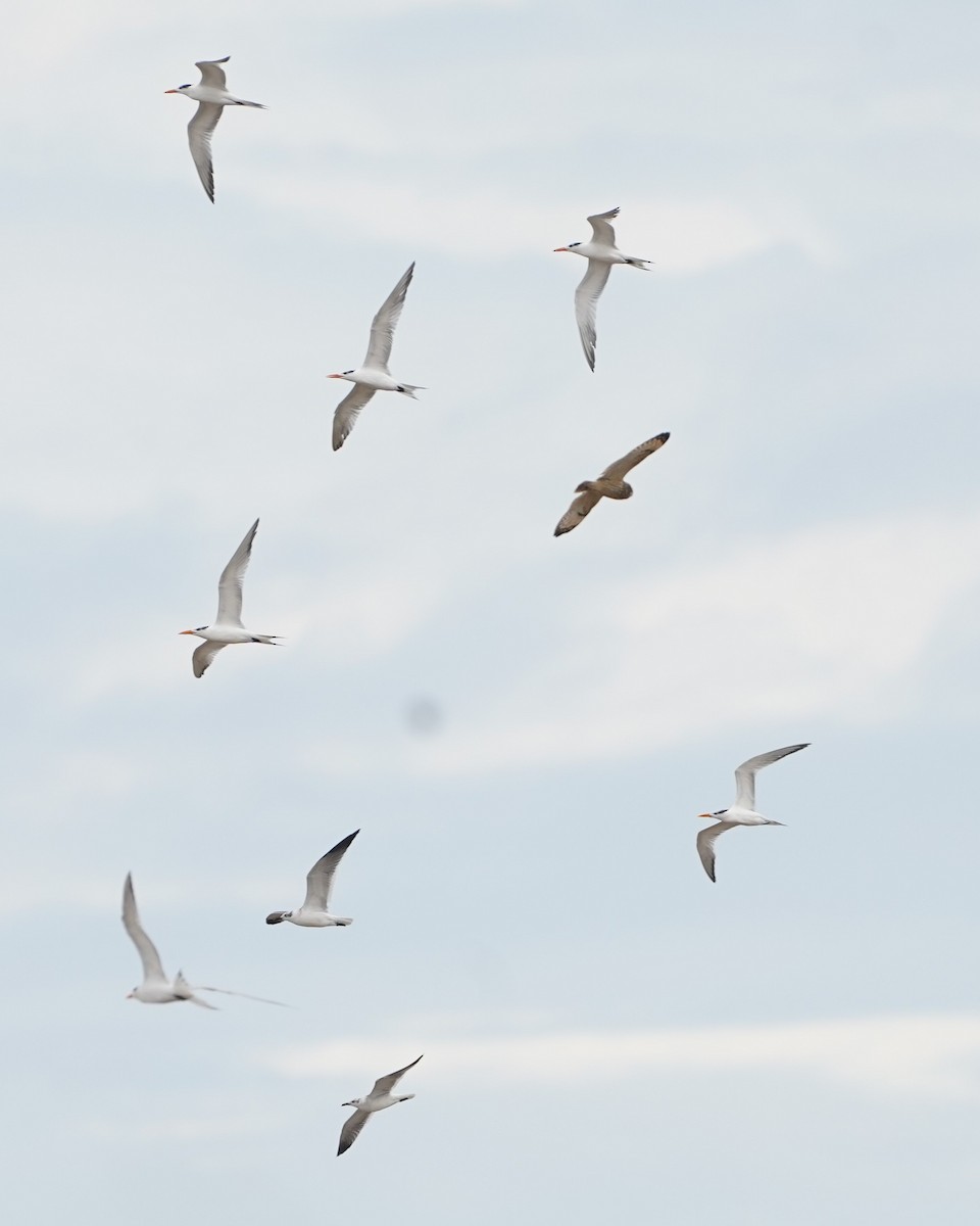 Short-eared Owl - ML646159028