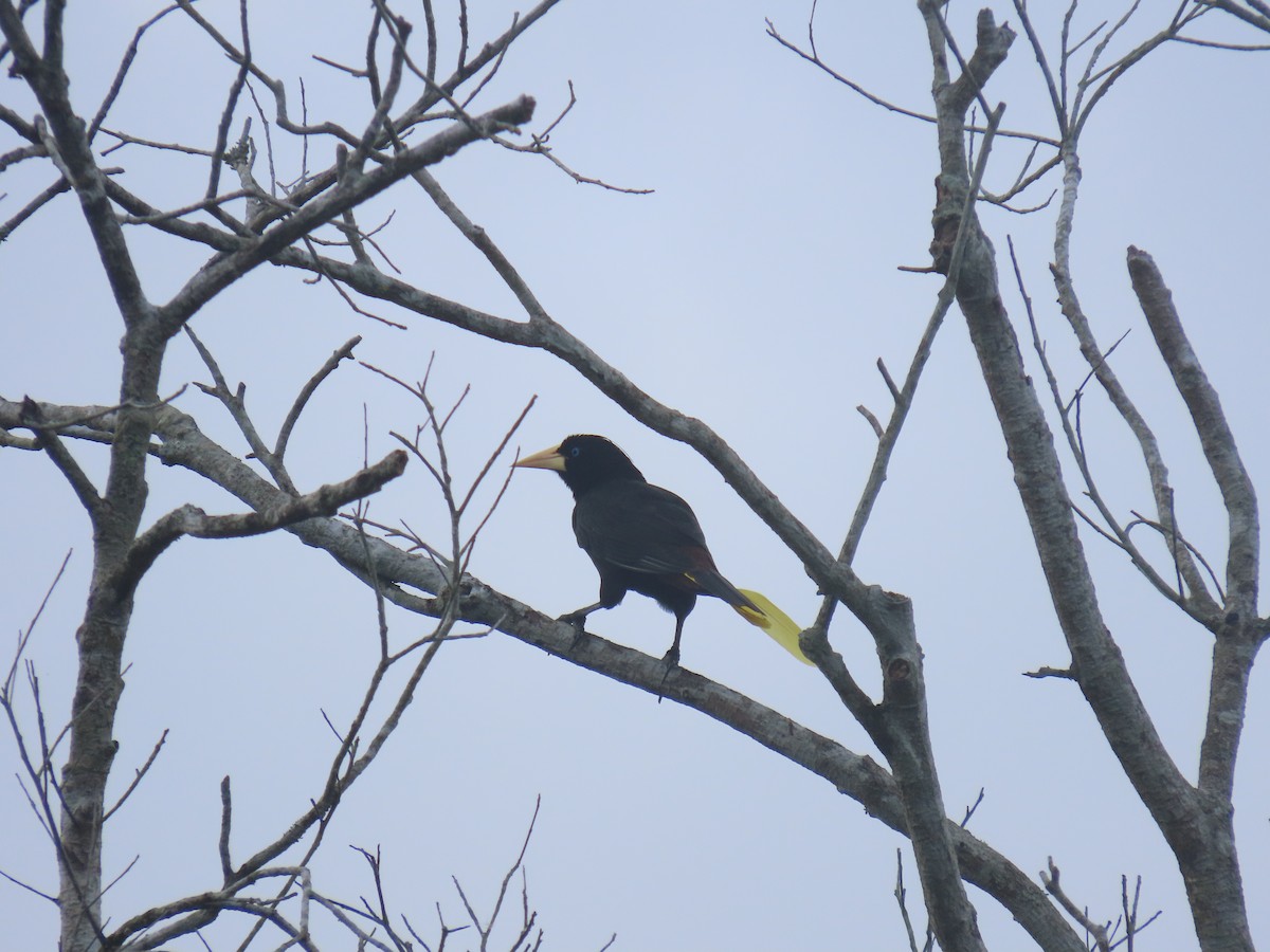 Crested Oropendola - ML646159029