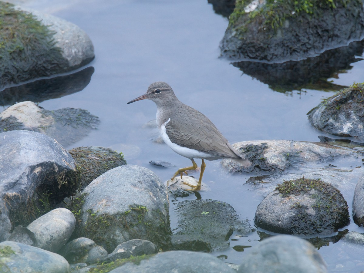 ביצנית נקודה - ML646159037