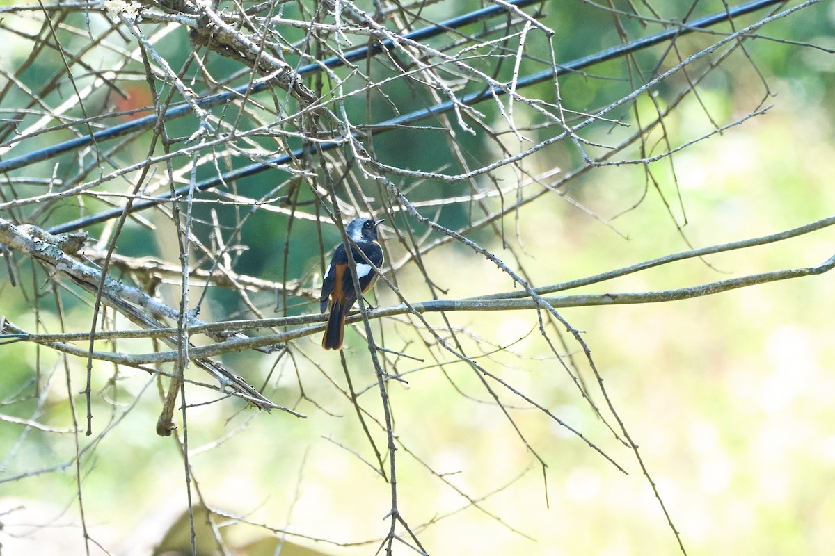 חכלילית סיבירית - ML646159039