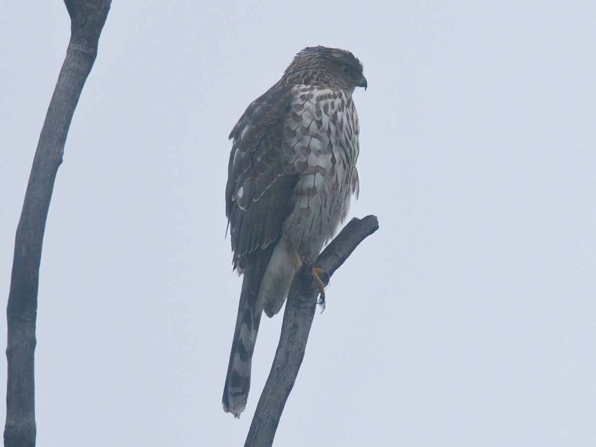 Cooper's Hawk - ML646159040