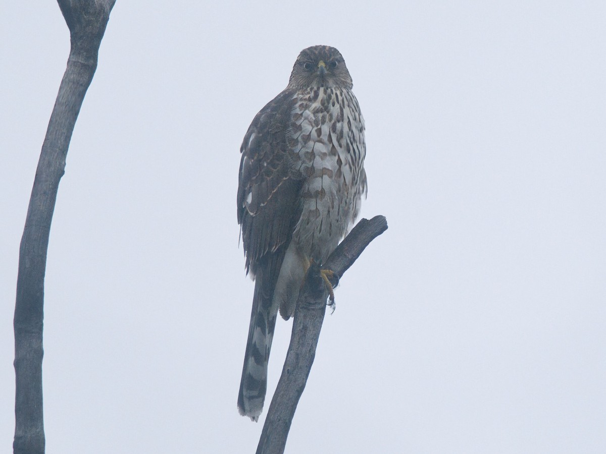 Cooper's Hawk - ML646159041