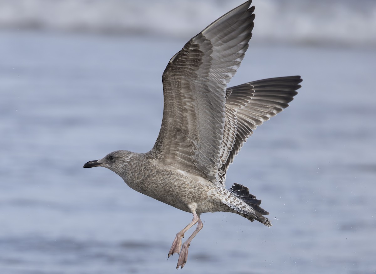 American Herring Gull - ML646159042
