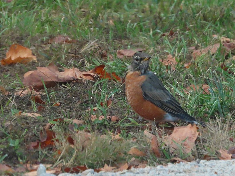 American Robin - ML646159043