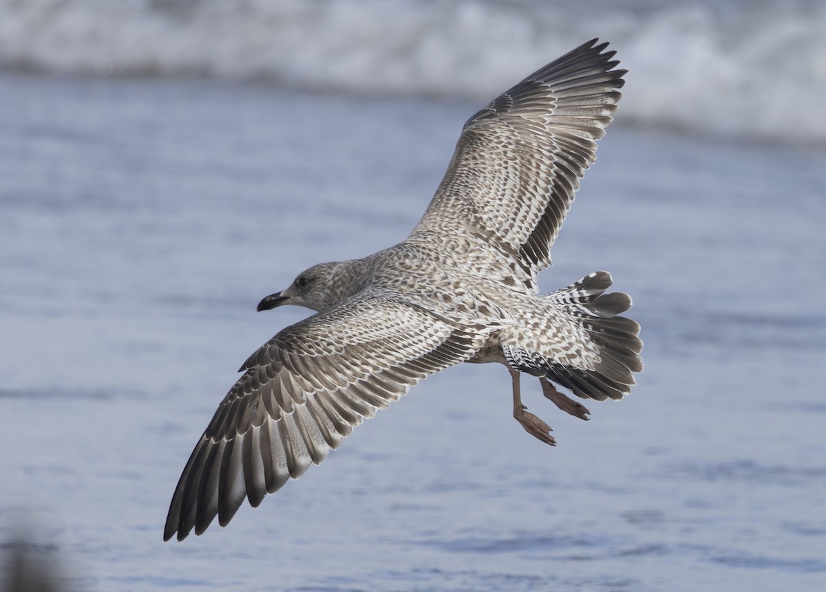 American Herring Gull - ML646159044