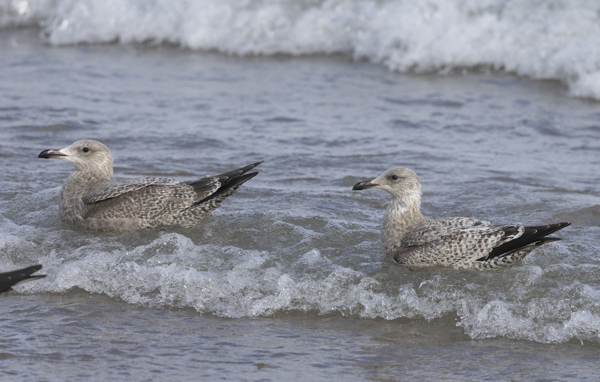 American Herring Gull - ML646159052