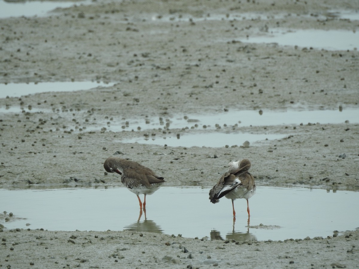 Common Redshank - ML646159057