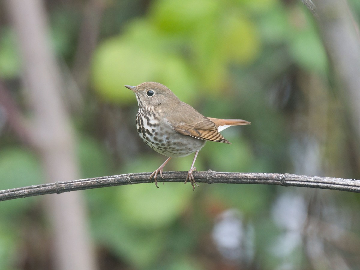 Hermit Thrush - ML646159060