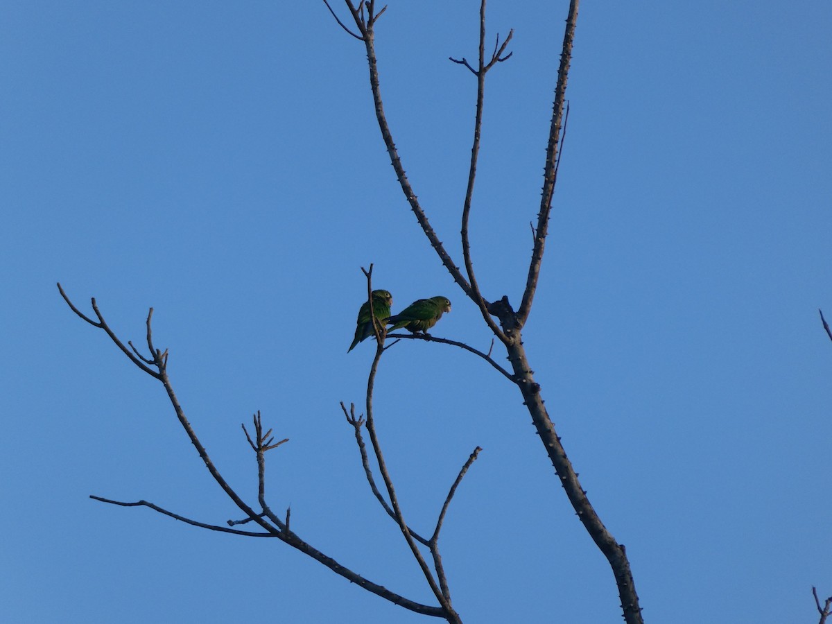 Olive-throated Parakeet - ML646159061