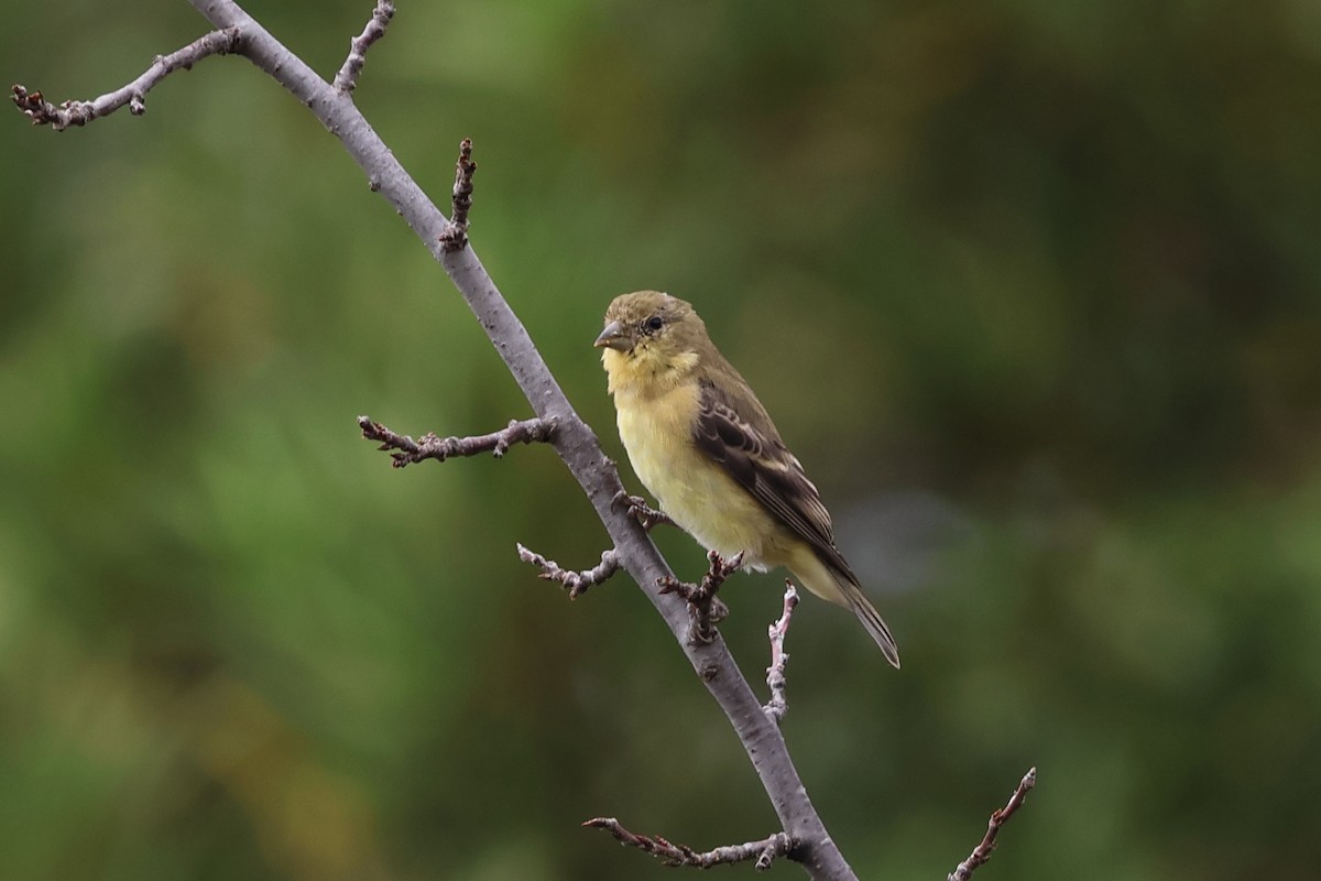 Lesser Goldfinch - ML646159066