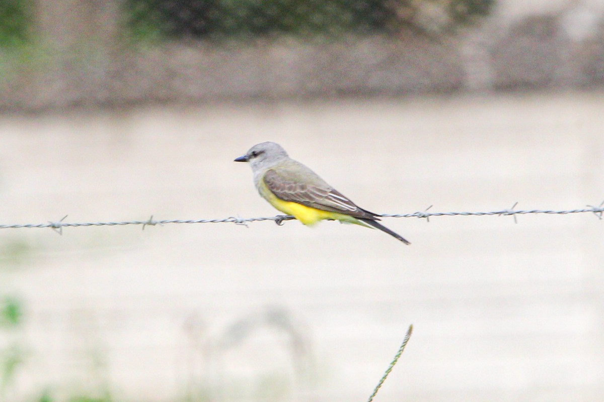 Western Kingbird - ML646159067