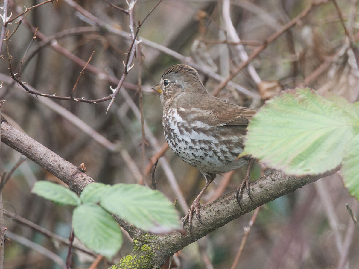 Fox Sparrow (Sooty) - ML646159068