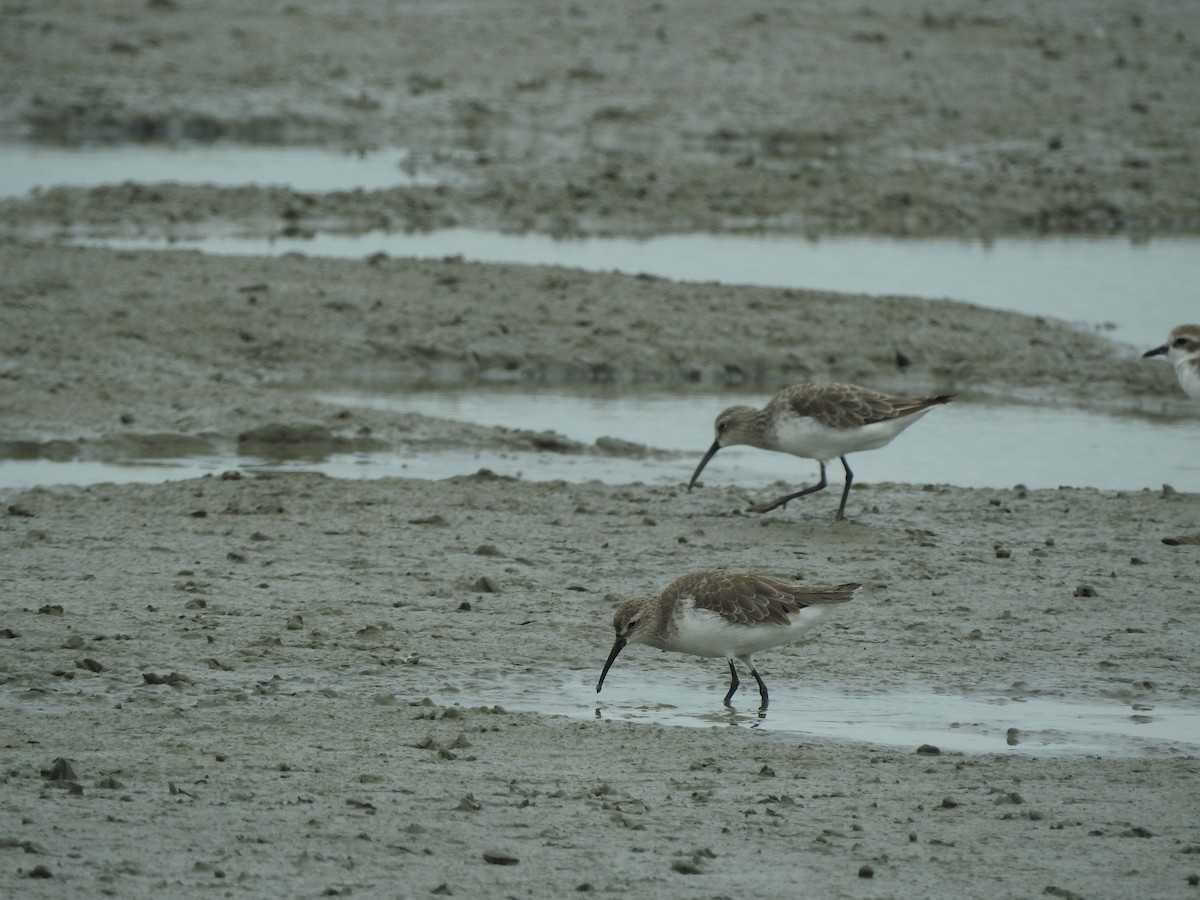 Curlew Sandpiper - ML646159069