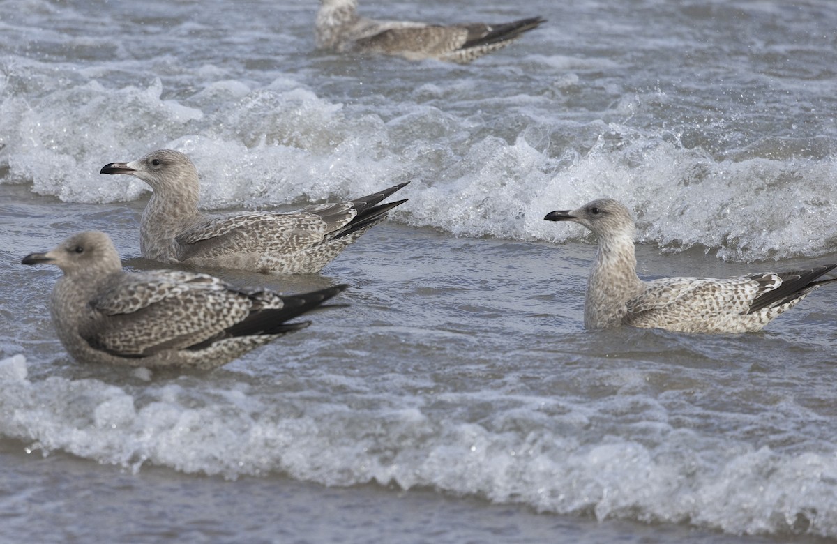 American Herring Gull - ML646159070