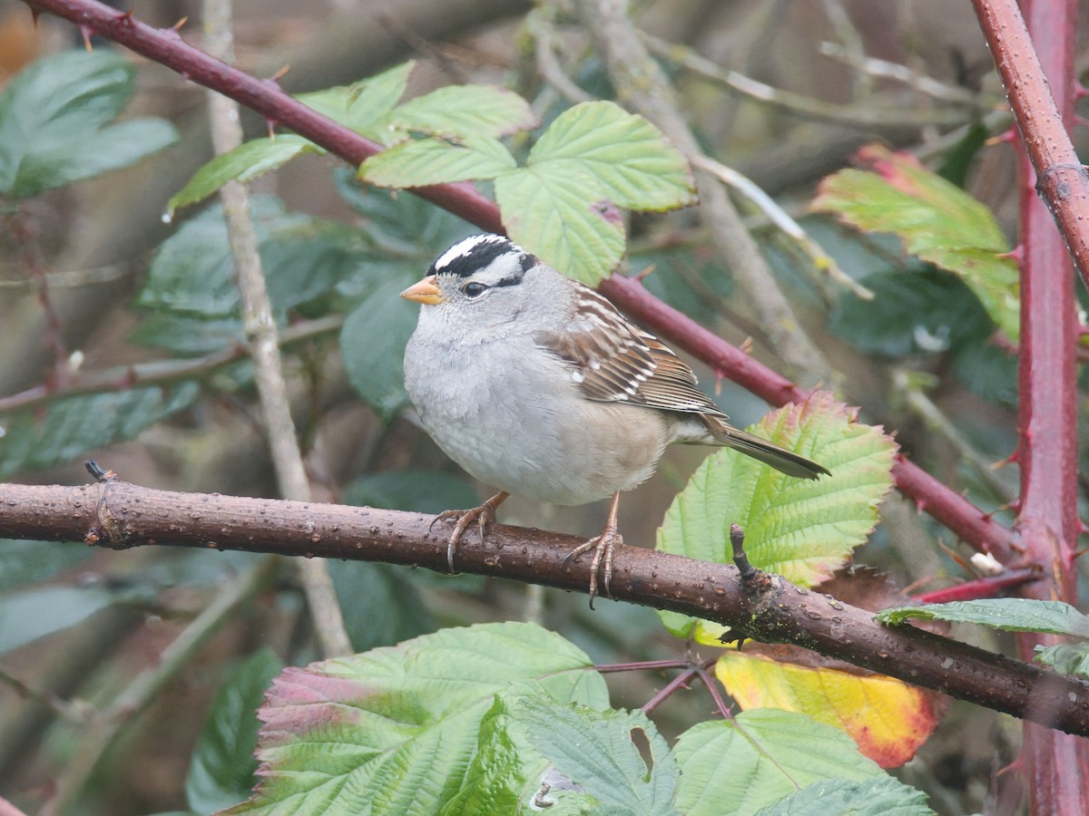 White-crowned Sparrow - ML646159071