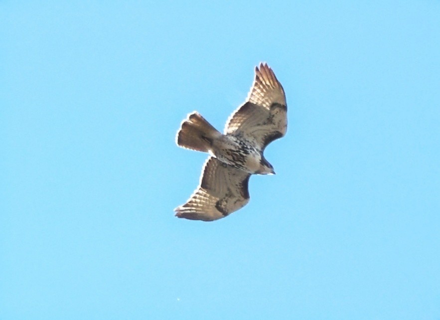 Red-tailed Hawk (abieticola) - ML646159073