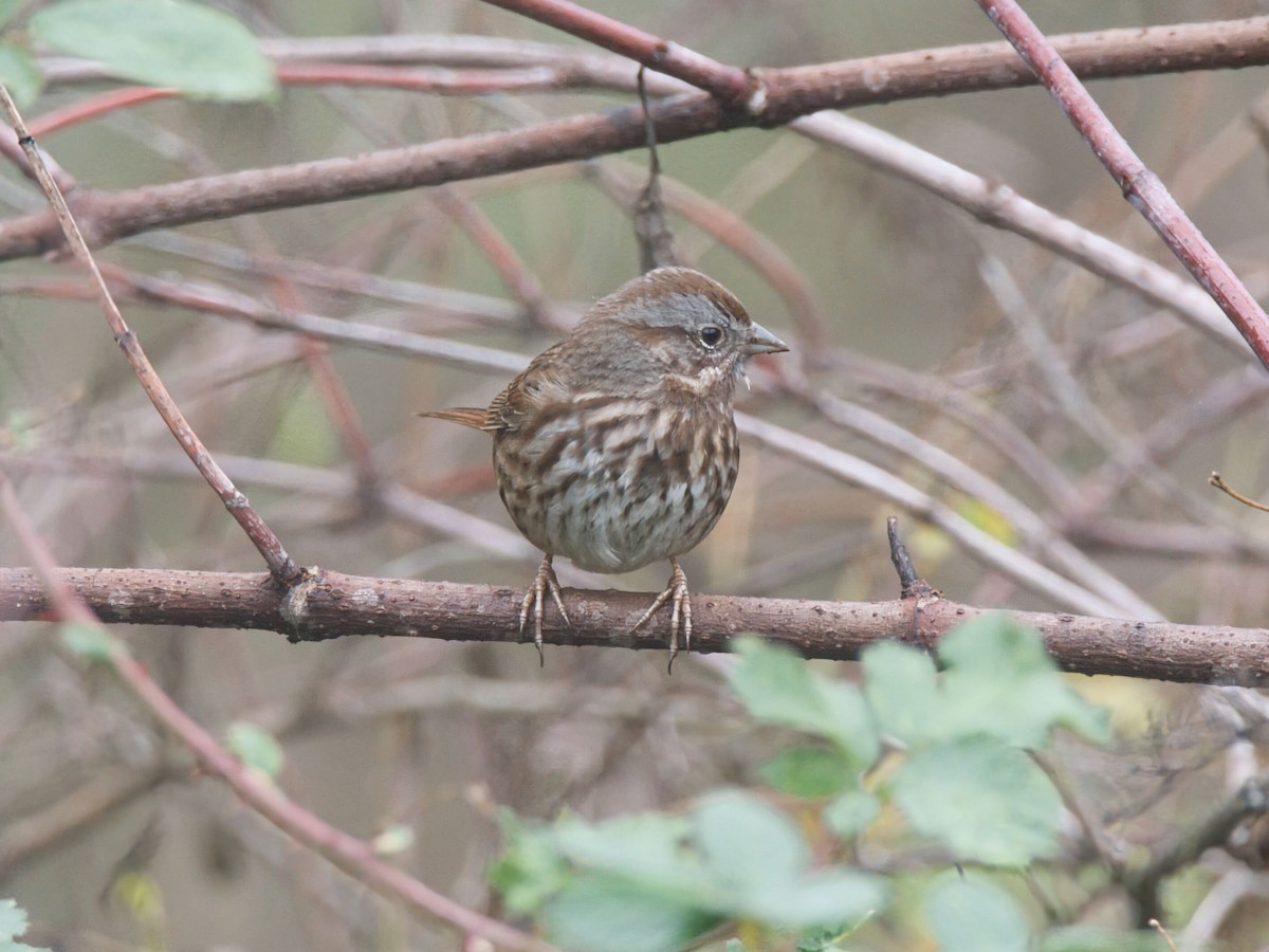 Song Sparrow - ML646159075