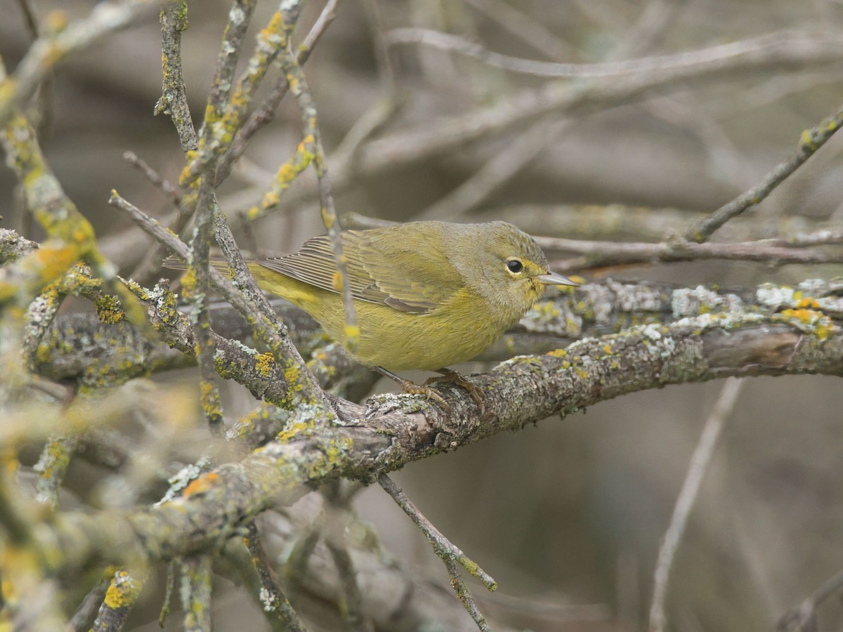 Orange-crowned Warbler - ML646159076
