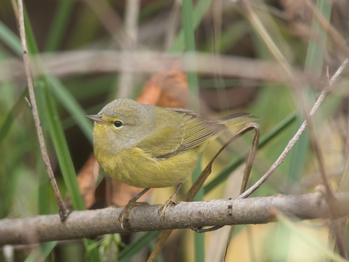 Orange-crowned Warbler - ML646159077