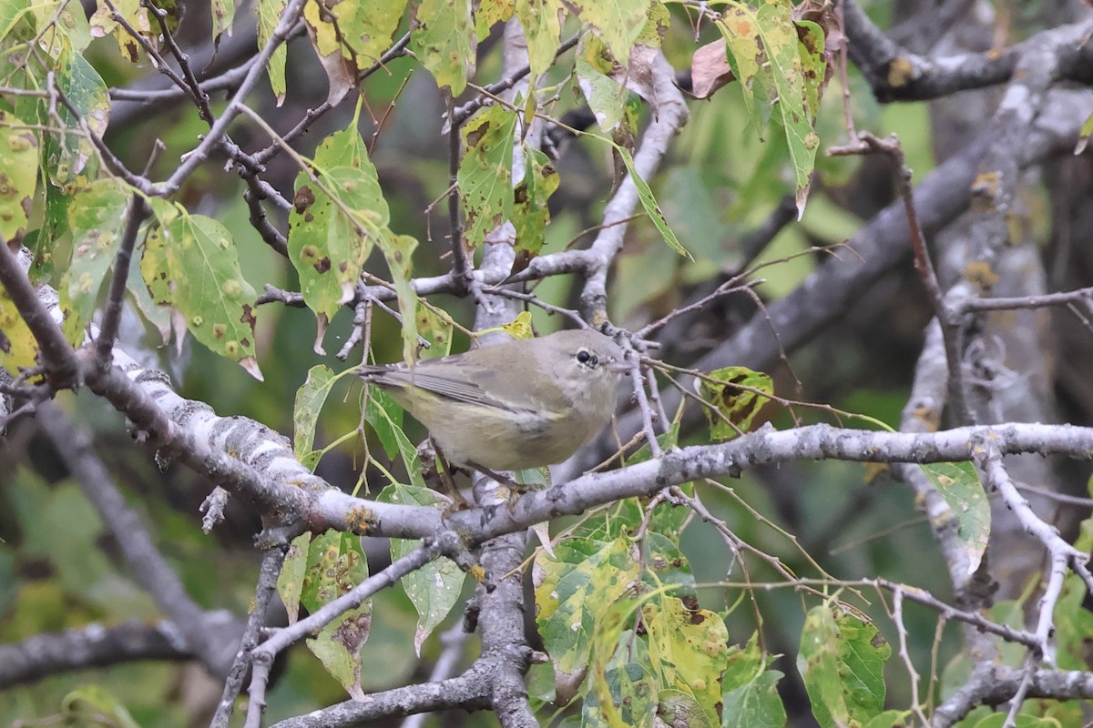 Orange-crowned Warbler - ML646159078