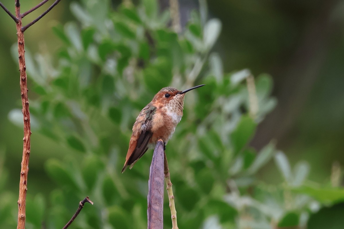 Rufous Hummingbird - ML646159080