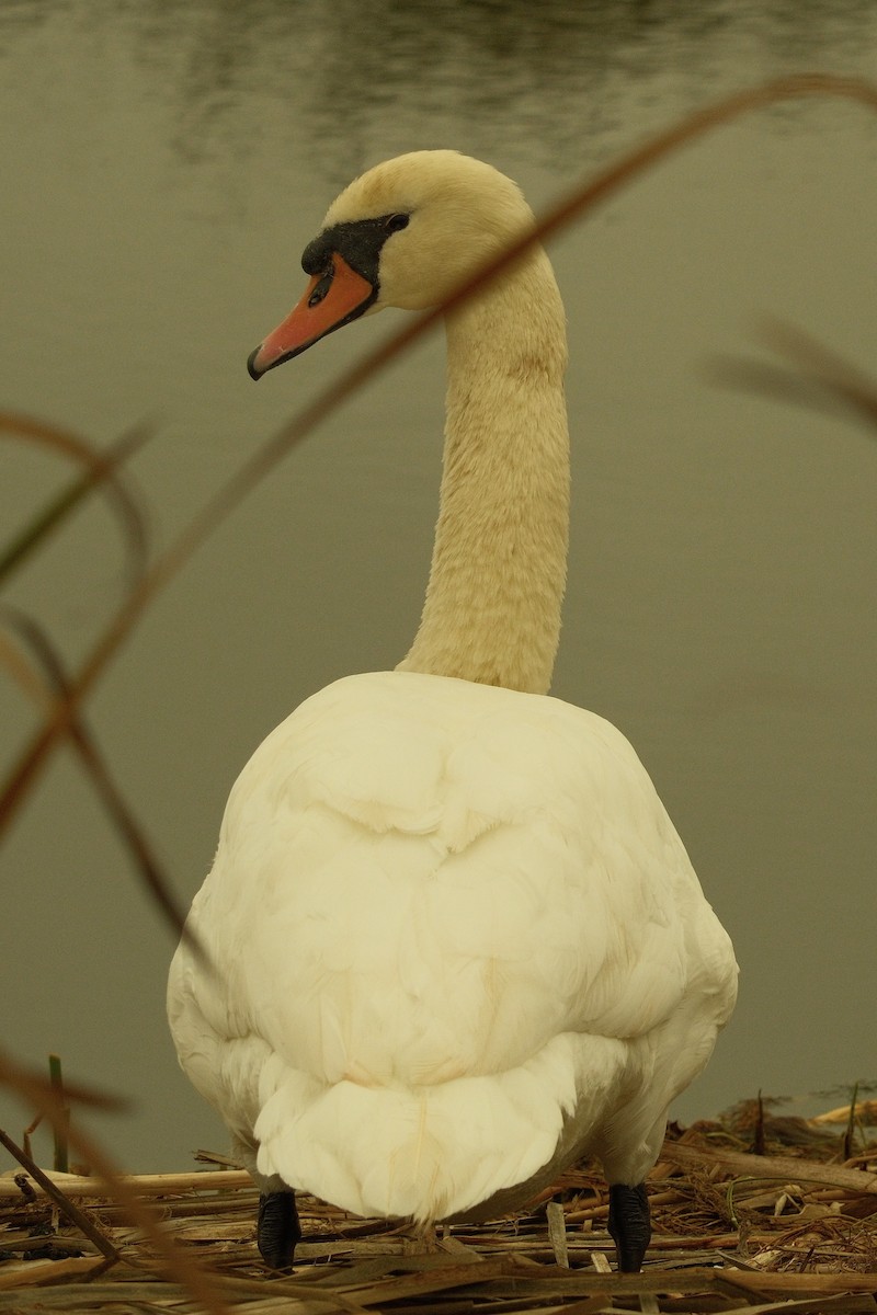 Cigno reale - ML646159083