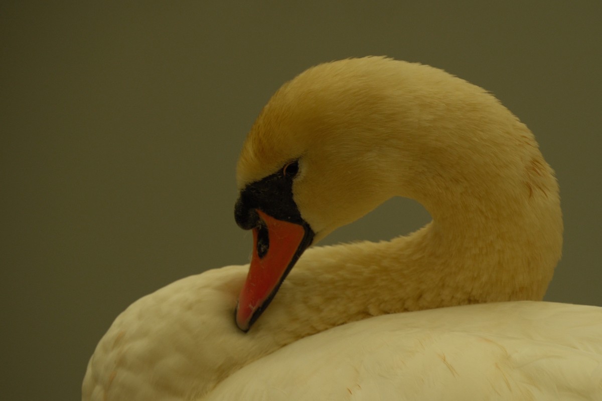 Cigno reale - ML646159084