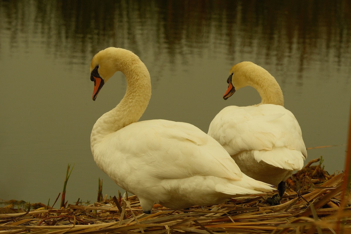 Cigno reale - ML646159085