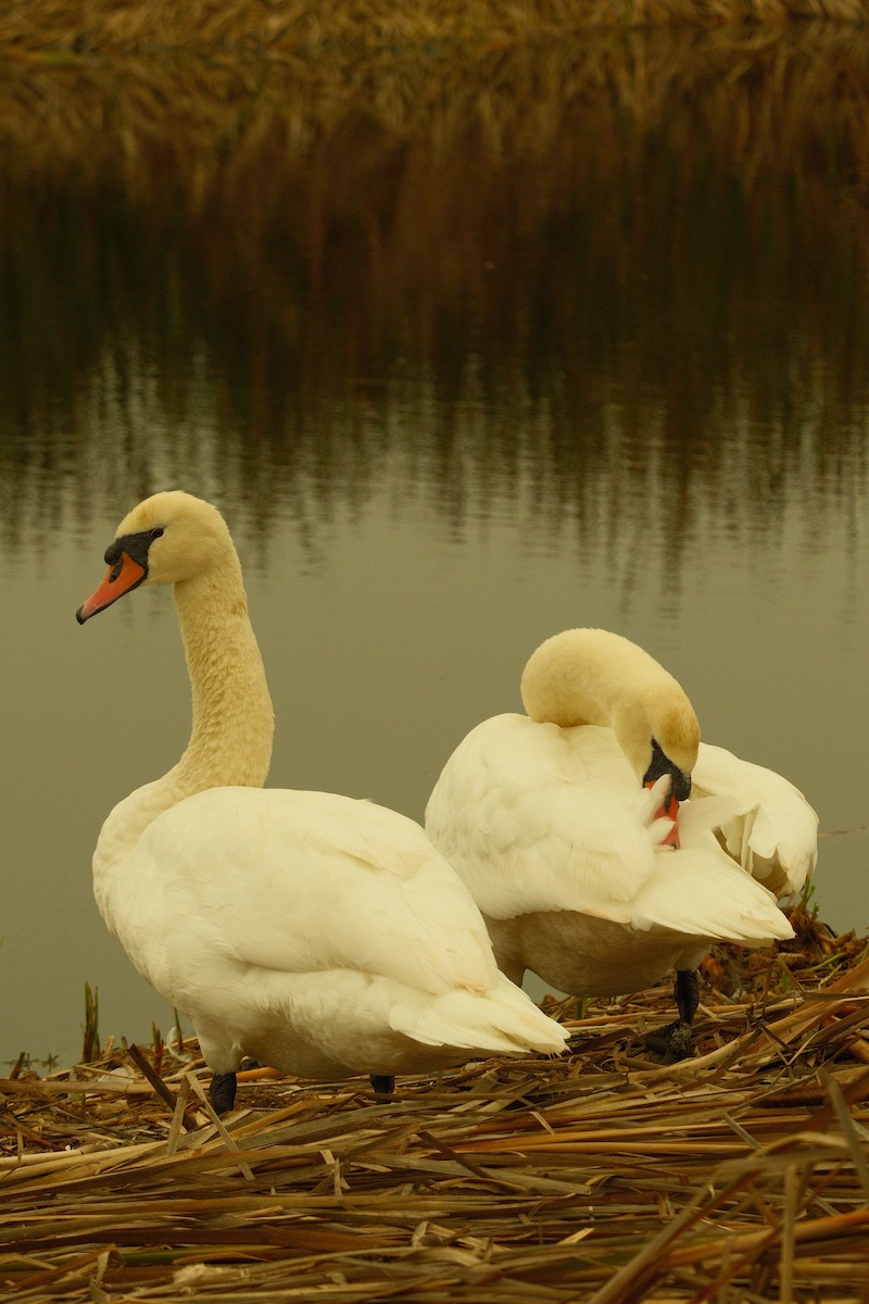 Cigno reale - ML646159086