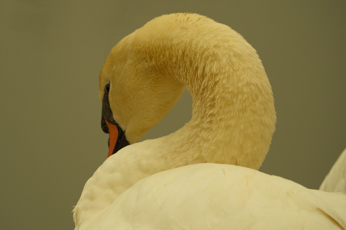 Cigno reale - ML646159087