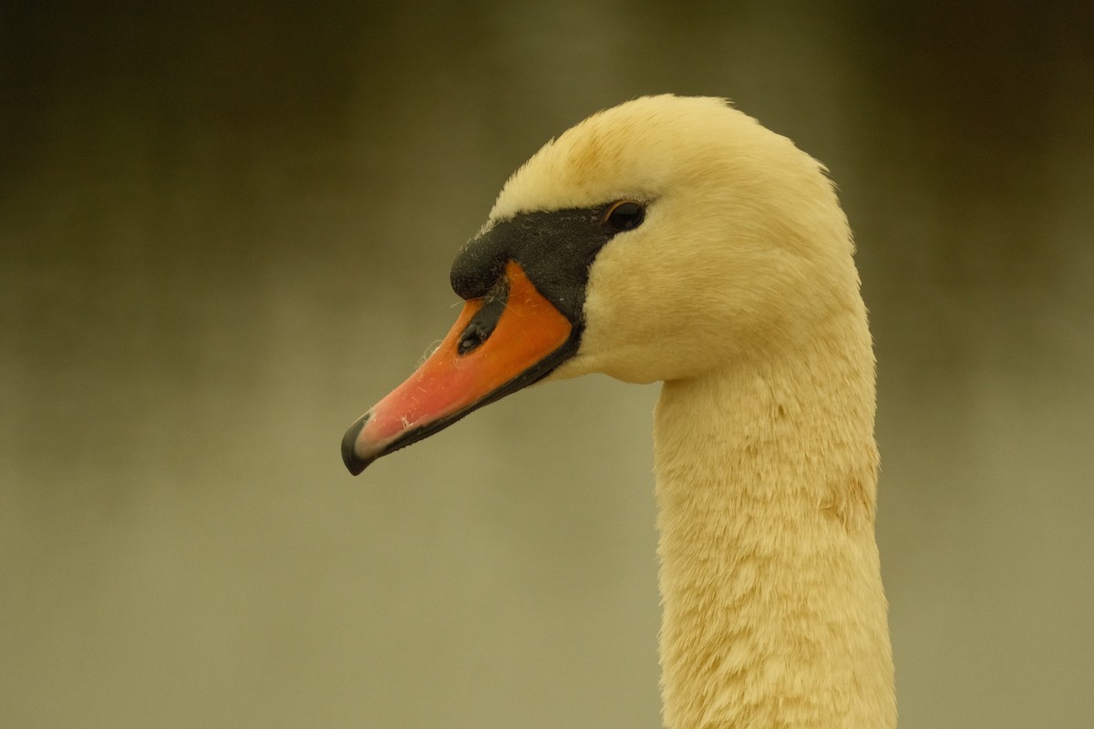 Cigno reale - ML646159088