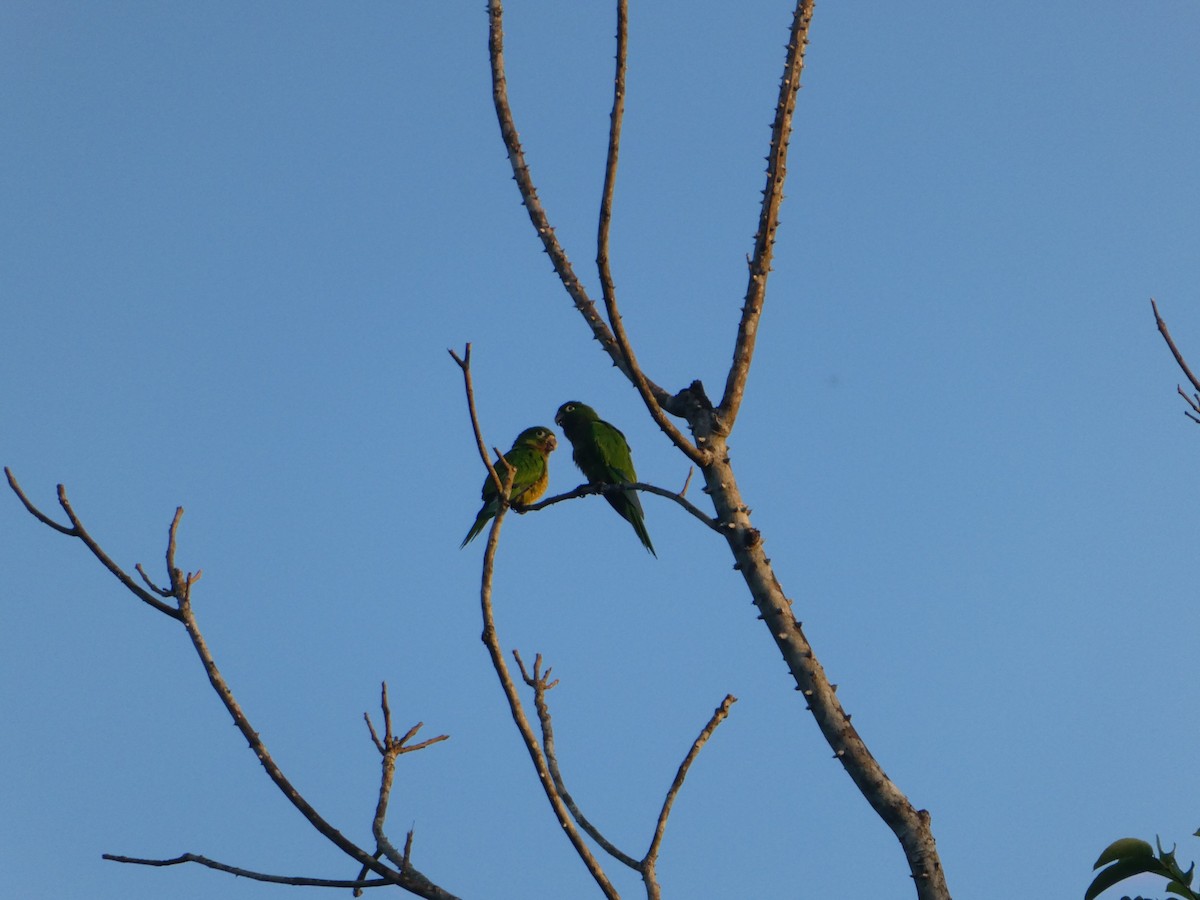 Olive-throated Parakeet - ML646159092