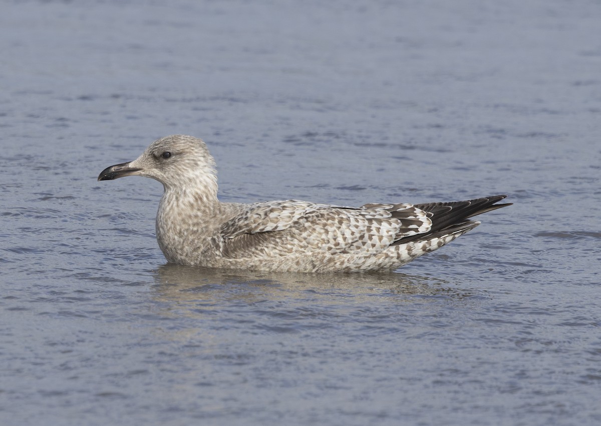 gull sp. - ML646159093