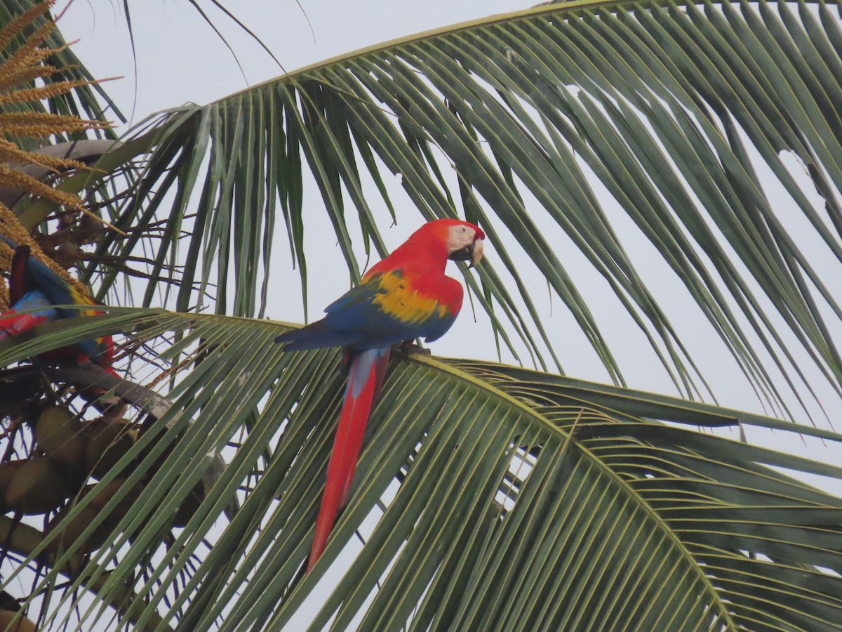 Scarlet Macaw - ML646159094
