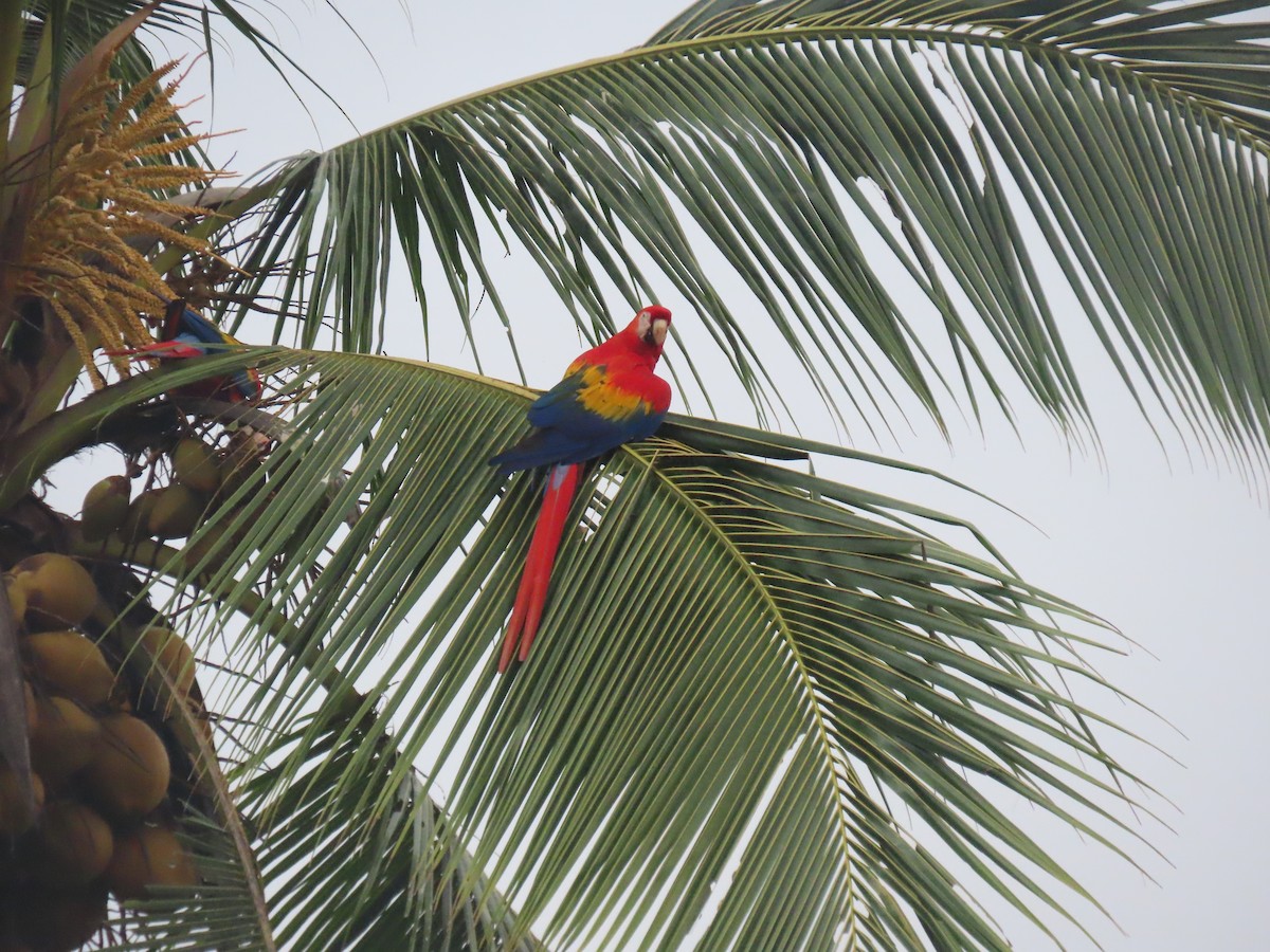 Scarlet Macaw - ML646159112