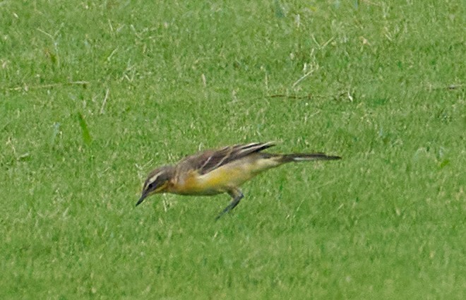 Eastern Yellow Wagtail - ML646159114