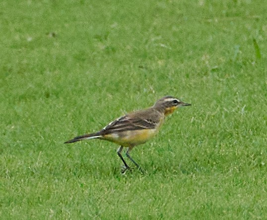 Eastern Yellow Wagtail - ML646159115