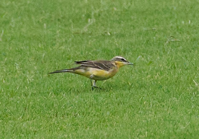 Eastern Yellow Wagtail - ML646159116