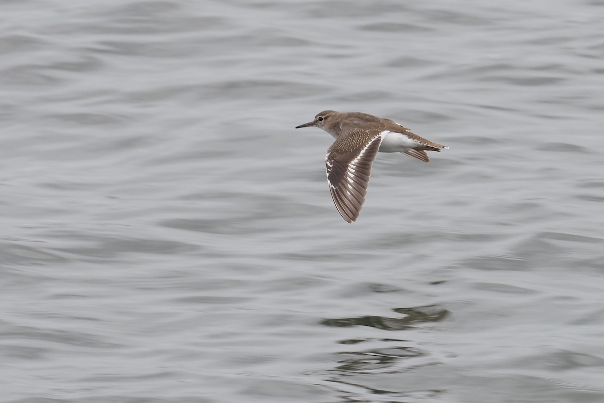 Common Sandpiper - ML646159121