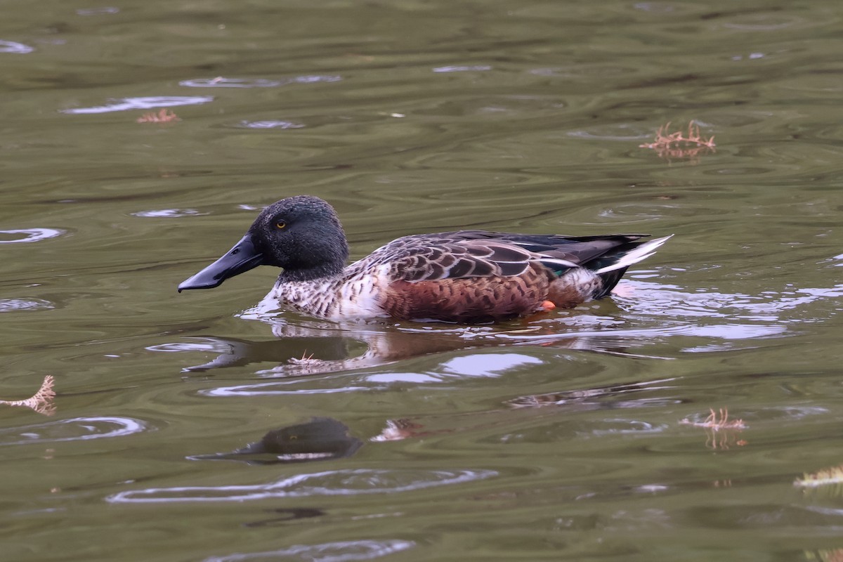 Northern Shoveler - ML646159122